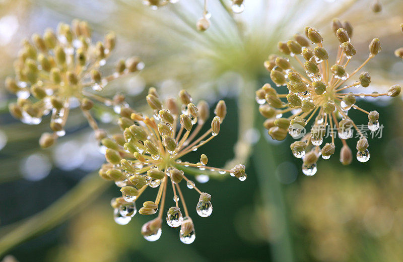 雨后莳萝植物(Anethum grave - olens)